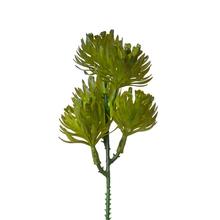 ZÁPICH SUKULENT TMAVO ZELENÝ 18CM - Sukulent, kaktus | FLORASYSTEM