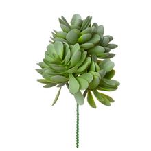 ZÁPICH ECHEVERIA ZELENO-SIVÁ 19CM - Sukulent, kaktus | FLORASYSTEM