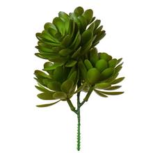 ZÁPICH ECHEVERIA TMAVO ZELENÁ 19CM - Sukulent, kaktus | FLORASYSTEM