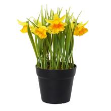 NARCIS V ČREPNÍKU 21x8,5CM ŽLTÝ - FLORASYSTEM