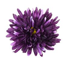 HLAVA CHRYZANTÉMA FIALOVÁ D:16CM BAl:12KS - Chryzantéma, jiřina | FLORASYSTEM
