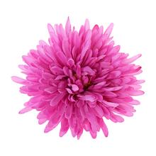 HLAVA CHRYZANTÉMA RUŽOVÁ D:16CM BAl:12KS - Chryzantéma, jiřina | FLORASYSTEM