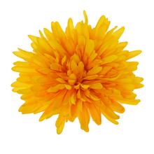 HLAVA CHRYZANTÉMA ŽLTÁ D:16CM BAl:12KS - Chryzantéma, jiřina | FLORASYSTEM