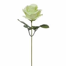 KS RUŽA NA STOPKE, ZELENÁ 30CM - FLORASYSTEM
