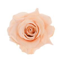 HLAVA RUŽA 10CM BAL.12KS BROSKYŇA - Růže | FLORASYSTEM