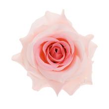 HLAVA RUŽA 10CM BAL.12KS RUŽOVÁ - Růže | FLORASYSTEM