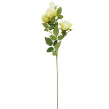 KS RUŽA ZELENÁ 4 HLAVY, ZELEŇ  72CM - Růže kusovky | FLORASYSTEM