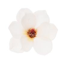 HLAVA MAGNÓLIA KRÉM 14cm BAL:12KS - FLORASYSTEM
