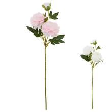 KS PIVÓNIA 70CM MIX/2F - Pivoňka | FLORASYSTEM