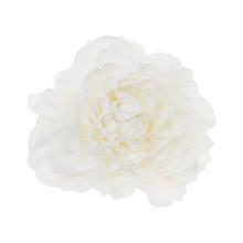 HLAVA PIVÓNIA 4CM BAL.12KS BIELA - Pivoňka | FLORASYSTEM
