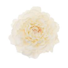 HLAVA PIVÓNIA 4CM BAL.12KS KRÉM - Pivoňka | FLORASYSTEM