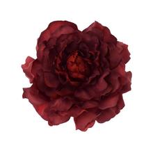 HLAVA PIVÓNIA 4CM BAL.12KS BORDO - Pivoňka | FLORASYSTEM