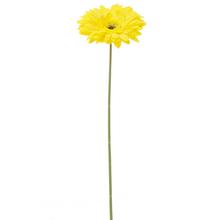KS GERBERA ŽLTÁ 44CM - Gerbera, jiřina | FLORASYSTEM