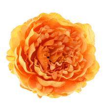 HLAVA PIVÓNIA ŽLTÁ 8*14CM BAL:12KS - Pivoňka | FLORASYSTEM
