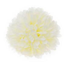 HLAVA CHRYZANTÉMA 12CM BAL:12KS KRÉMOVÁ - Chryzantéma, jiřina | FLORASYSTEM