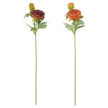 KS PIVONKA HNEDÝ MIX/2F 67CM - Pivoňka | FLORASYSTEM