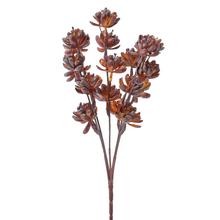 ZELEŇ SUKULENT BORDOVÝ 30CM - FLORASYSTEM