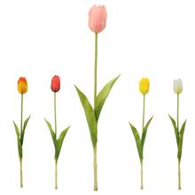 KS TULIPÁN MIX/5F 42CM - FLORASYSTEM