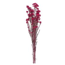 OZOTHAMNUS TM. RUŽOVÁ - FLORASYSTEM
