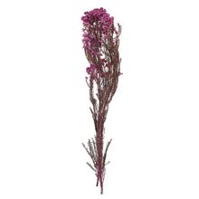 OZOTHAMNUS SUŠINA FIALOVÁ - FLORASYSTEM
