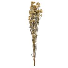 OZOTHAMNUS SUŠINA KRÉMOVÁ - FLORASYSTEM