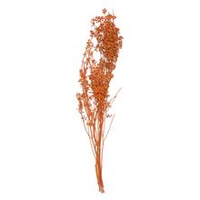 GYPSA SUŠINA ORANŽOVÁ - Celoročné | FLORASYSTEM