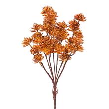 ZÁPICH ZELEŇ SUKULENT ŽLTO-BORDOVÝ 38CM - FLORASYSTEM