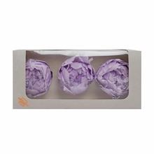 Pivonka preparovaná SOFT LILAC - FLORASYSTEM