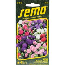 ASTRA ČÍNSKÁ Niz COLOUR CARPET 0,5g - SEMO | FLORASYSTEM