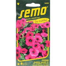 Petúnie TYP Surfin PURPLE VELVET 10p - SEMO | FLORASYSTEM