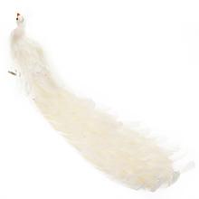 Biely páv s dlhým chvostom z peria.