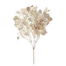 ZELEŇ LUNARIA ŠAMPAŇ 37cm - FLORASYSTEM