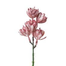 ZÁPICH SUKULENT RUŽOVÝ 18CM - FLORASYSTEM