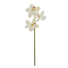 RM0902 VANDA - Orchidej | FLORASYSTEM