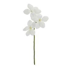 RM0905 VANDA - Orchidej | FLORASYSTEM