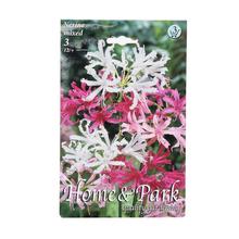 Nerine mix - Cibuloviny | FLORASYSTEM