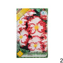 Cibuľka Begonia Mix s bohatými kvetmi v odtieňoch ružovej a červenej.