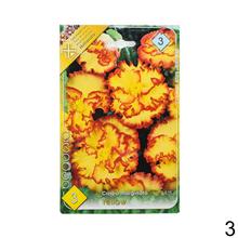 Cibuľka Begonia Mix s bohatými kvetmi v odtieňoch ružovej a červenej.