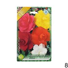 Cibuľka Begonia Mix s bohatými kvetmi v odtieňoch ružovej a červenej.