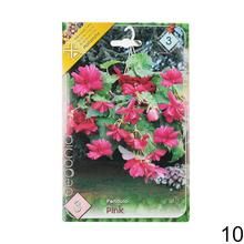 Cibuľka Begonia Mix s bohatými kvetmi v odtieňoch ružovej a červenej.