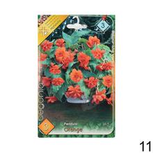 Cibuľka Begonia Mix s bohatými kvetmi v odtieňoch ružovej a červenej.