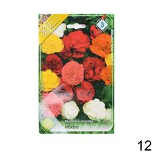 Cibuľka Begonia Mix s bohatými kvetmi v odtieňoch ružovej a červenej.