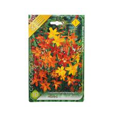 Crocosmia EMILY - Cibuloviny | FLORASYSTEM