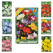 Freesat MIX - Cibuloviny | FLORASYSTEM