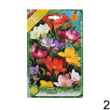 Zmes cibuľovín Freesia v rôznych farbách.