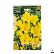 Zmes cibuľovín Freesia v rôznych farbách.