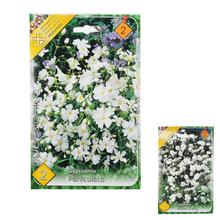 Gypsophila - Cibuloviny | FLORASYSTEM