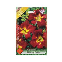Hemerocallis SAMMY RUSSEL - Cibuloviny | FLORASYSTEM