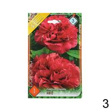 Zmes pivoniek v balení.