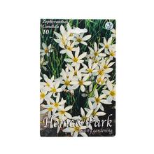 ZEPHIRANTHES CANDIDA - Cibuloviny | FLORASYSTEM